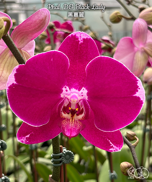 Phalaenopsis Orchid - Lady Purple of Black in Orchids – Ceramic